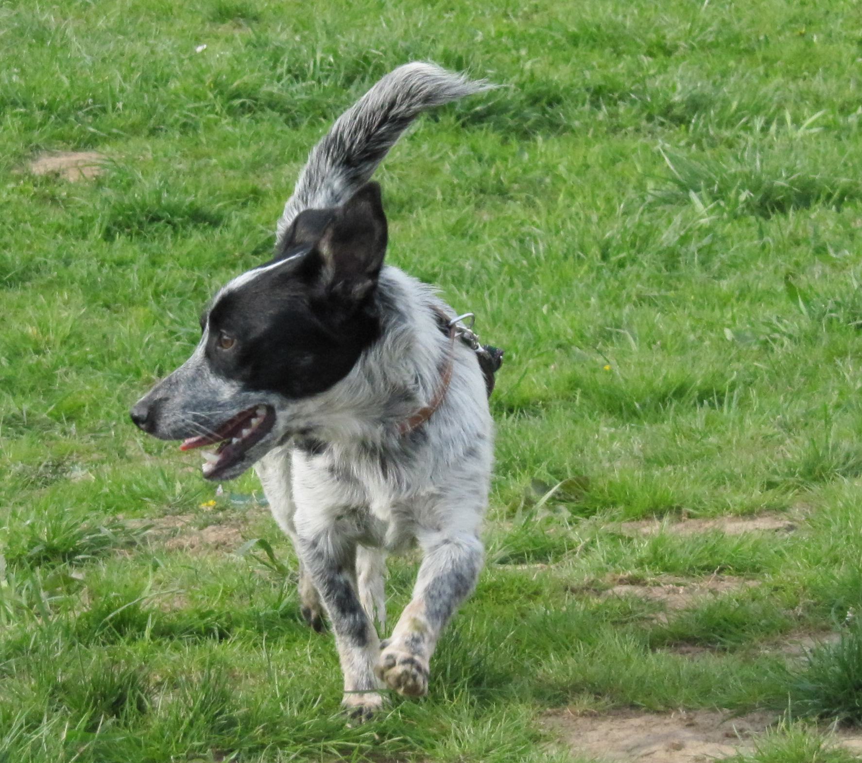 Schiller (Australian Cattle Dog, Australian Kelpie) Australian Cattle Dog Australian Kelpie Mischling Schiller (Australian Cattle Dog, Australian Kelpie) Australian Cattle Dog Australian Kelpie